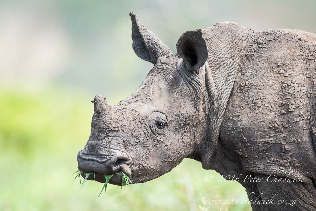 White Rhino Calf_©PeterChadwick_AfricanConservationPhotographer