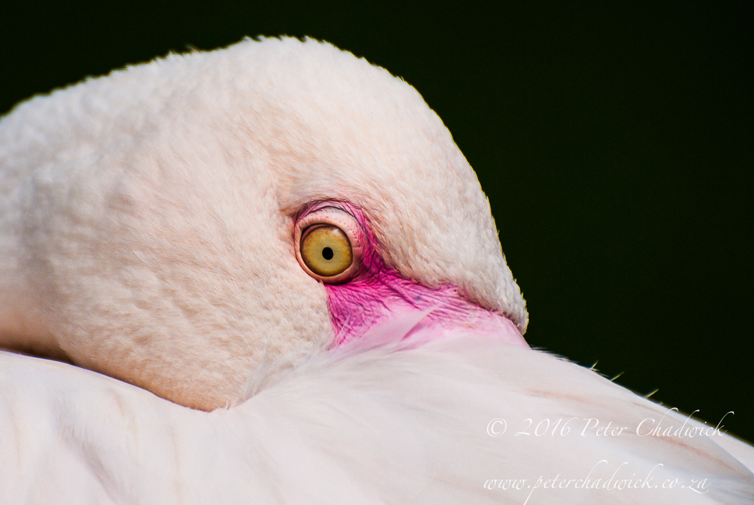 Greater Flamingo_©PeterChadwick_AfricanConservationPhotographer