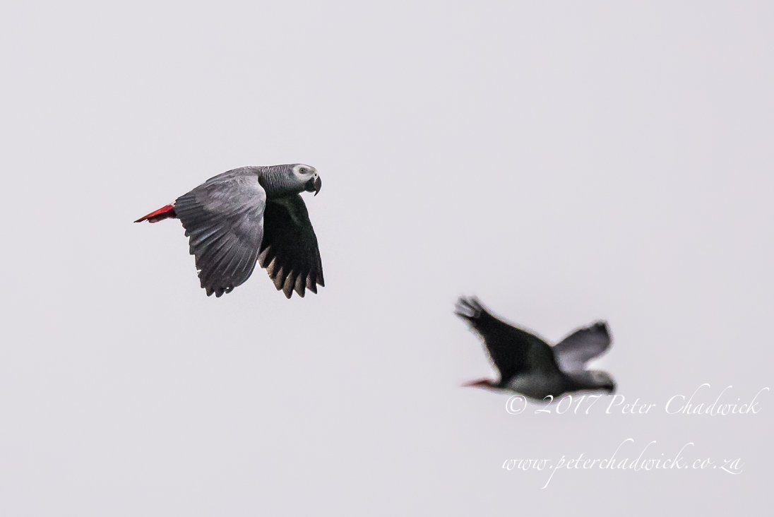 African Grey Parrots Flying Free