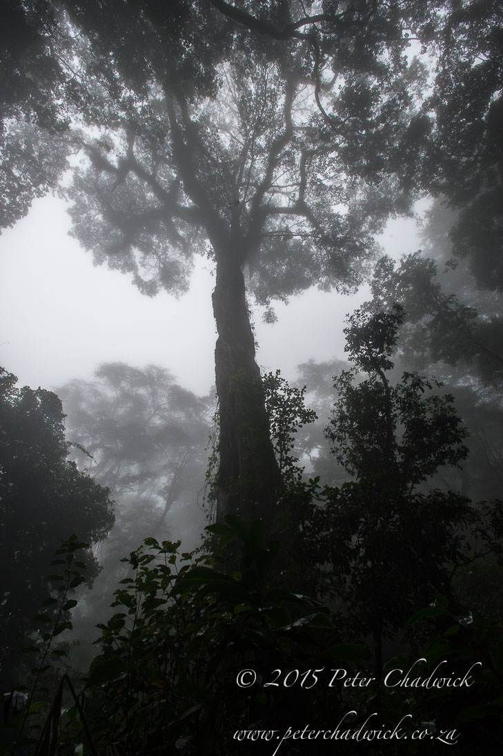 Deforestation in Mozambique_&copy;PeterChadwick_AfricanConservationPhotographer