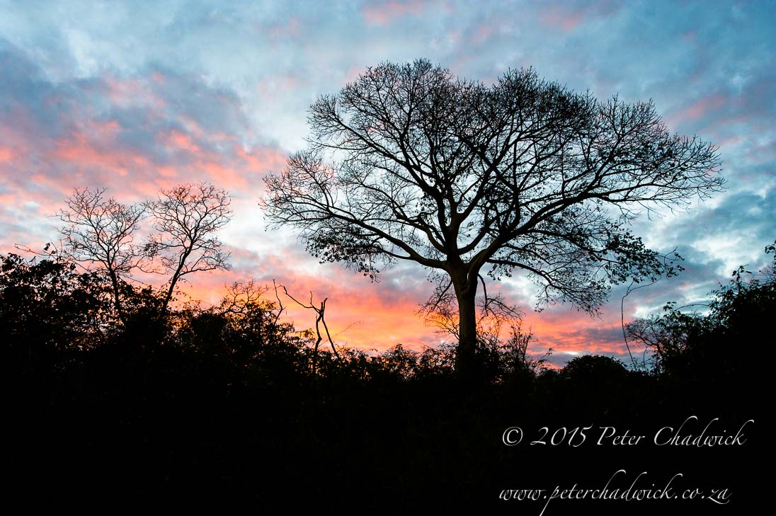 Deforestation in Mozambique_&copy;PeterChadwick_AfricanConservationPhotographer