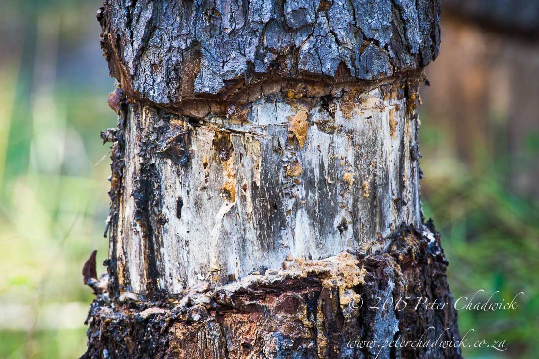 Deforestation in Mozambique_&copy;PeterChadwick_AfricanConservationPhotographer