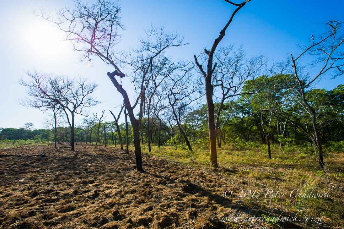 Deforestation in Mozambique_&copy;PeterChadwick_AfricanConservationPhotographer