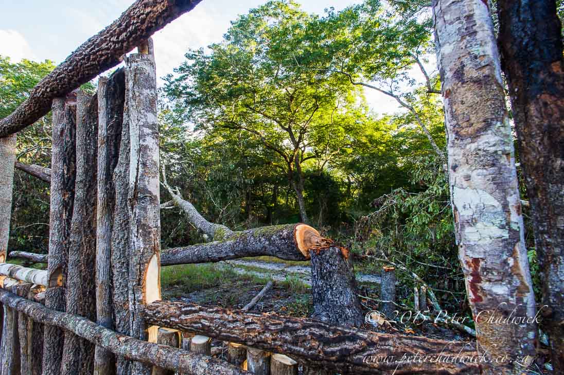 Deforestation in Mozambique_&copy;PeterChadwick_AfricanConservationPhotographer