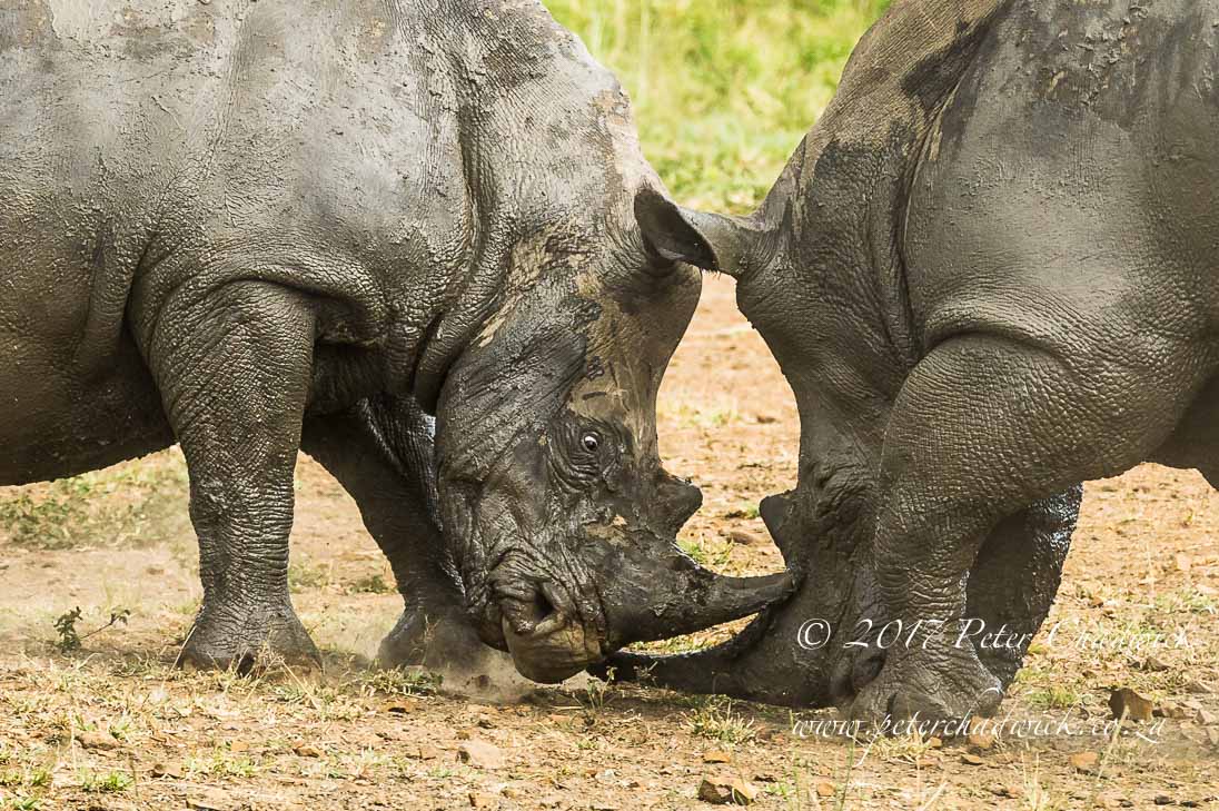 Rhino Conservation_©PeterChadwick AfricanConservationPhotographer