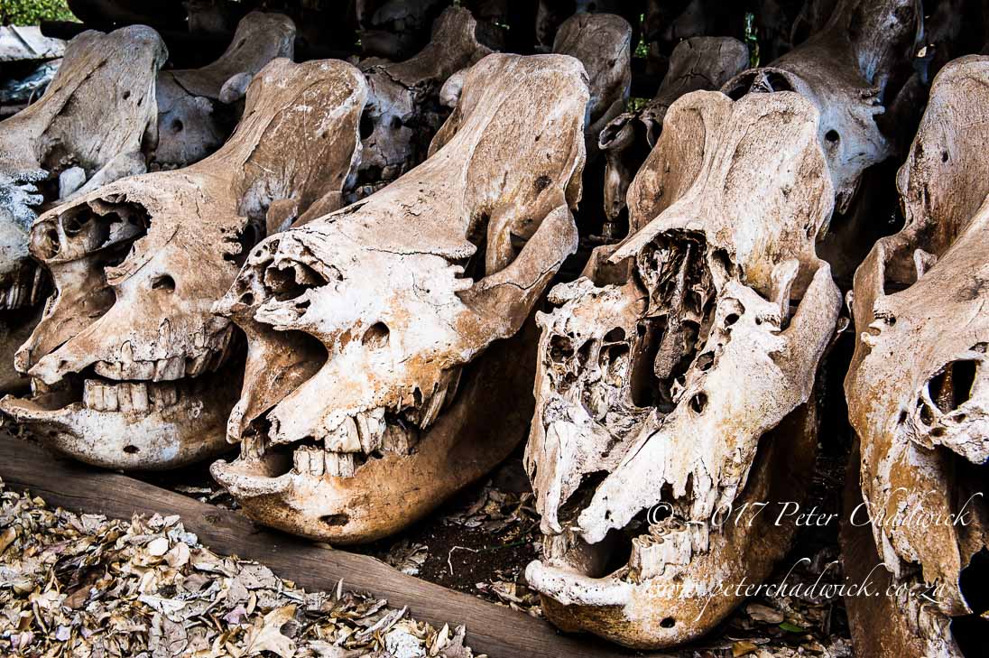 Rhino Conservation_©PeterChadwick_AfricanConservationPhotographer