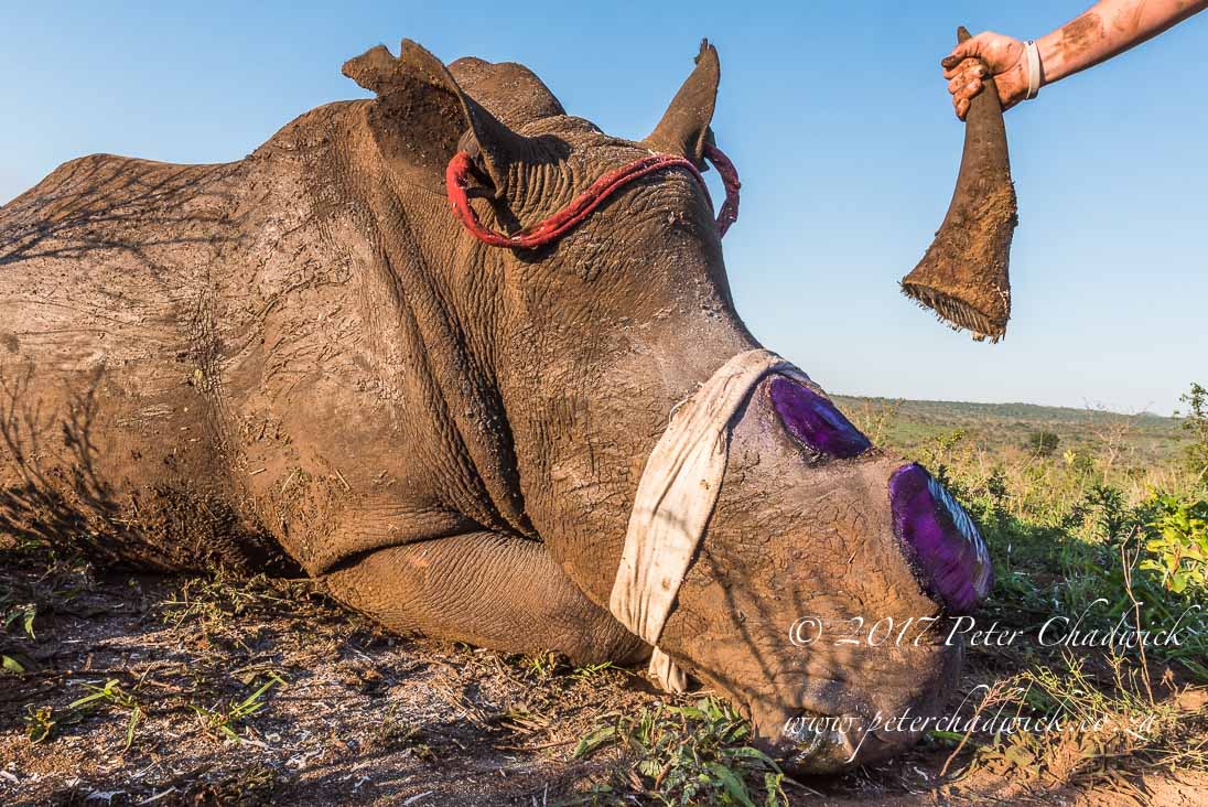 Rhino Conservation_©PeterChadwick AfricanConservationPhotographer