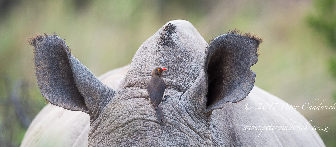 The Ecological Importance of Rhino by Conservation Photographer Peter Chadwick