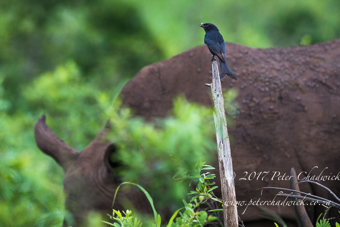 The Ecological Importance of Rhino by Conservation Photographer Peter Chadwick
