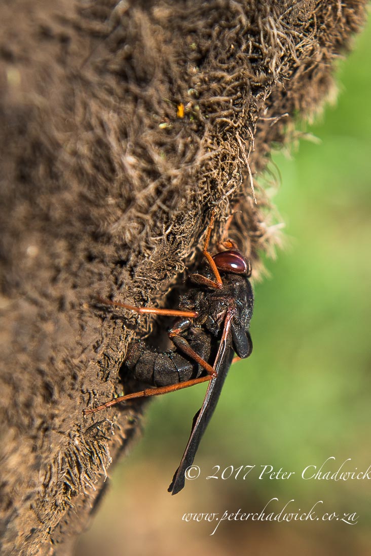 The Ecological Importance of Rhino by Conservation Photographer Peter Chadwick