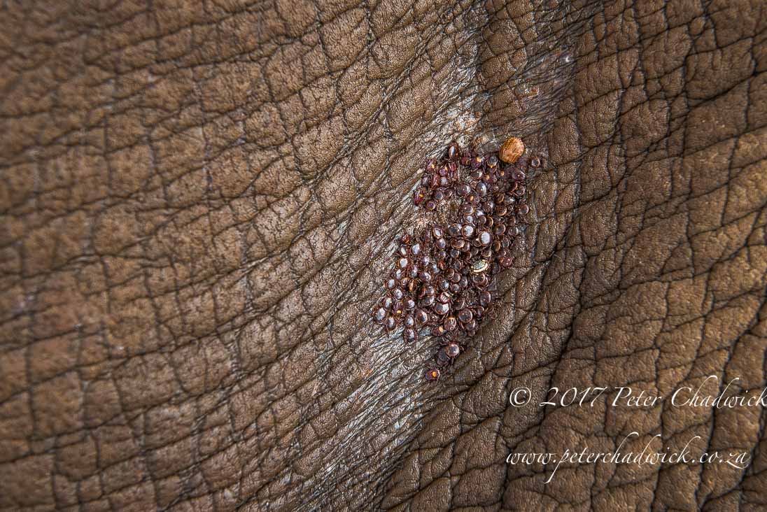 The Ecological Importance of Rhino by Conservation Photographer Peter Chadwick