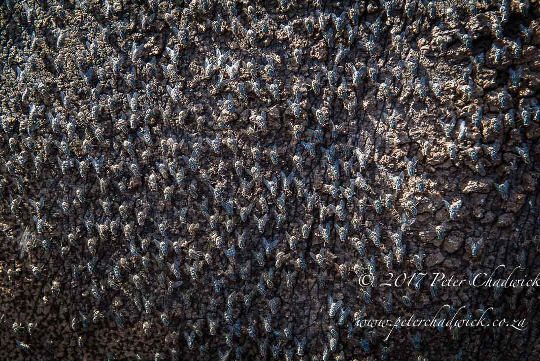 The Ecological Importance of Rhino by Conservation Photographer Peter Chadwick