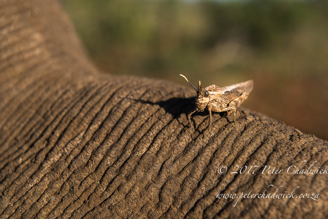 The Ecological Importance of Rhino by Conservation Photographer Peter Chadwick