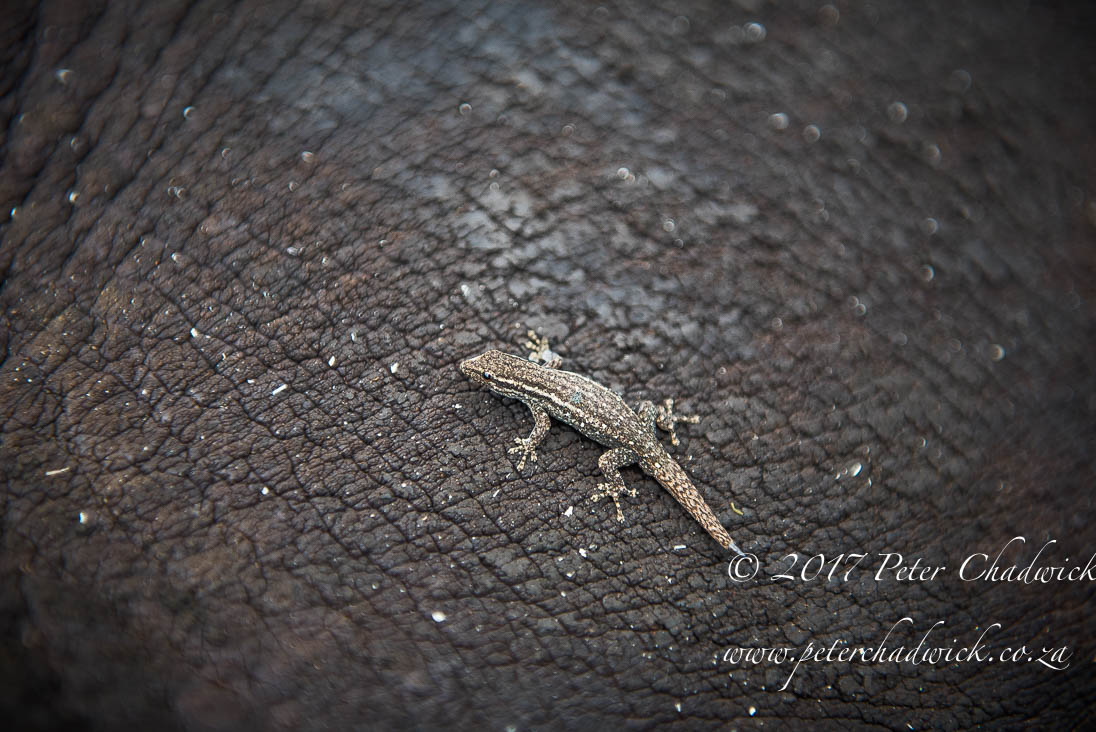 The Ecological Importance of Rhino by Conservation Photographer Peter Chadwick