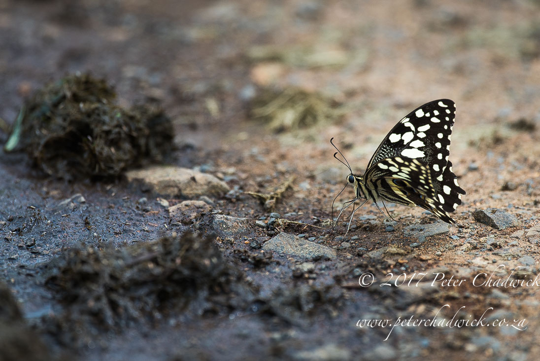 The Ecological Importance of Rhino by Conservation Photographer Peter Chadwick