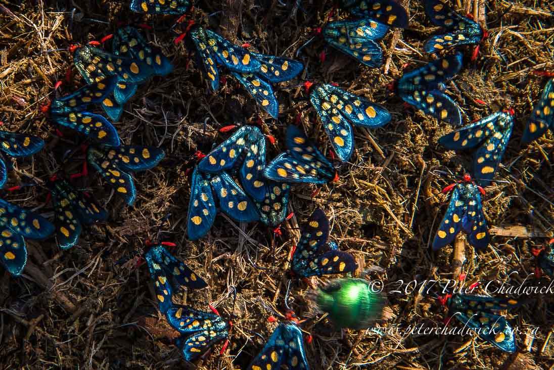 The Ecological Importance of Rhino by Conservation Photographer Peter Chadwick