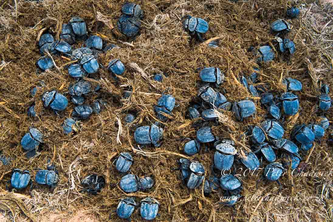 The Ecological Importance of Rhino by Conservation Photographer Peter Chadwick