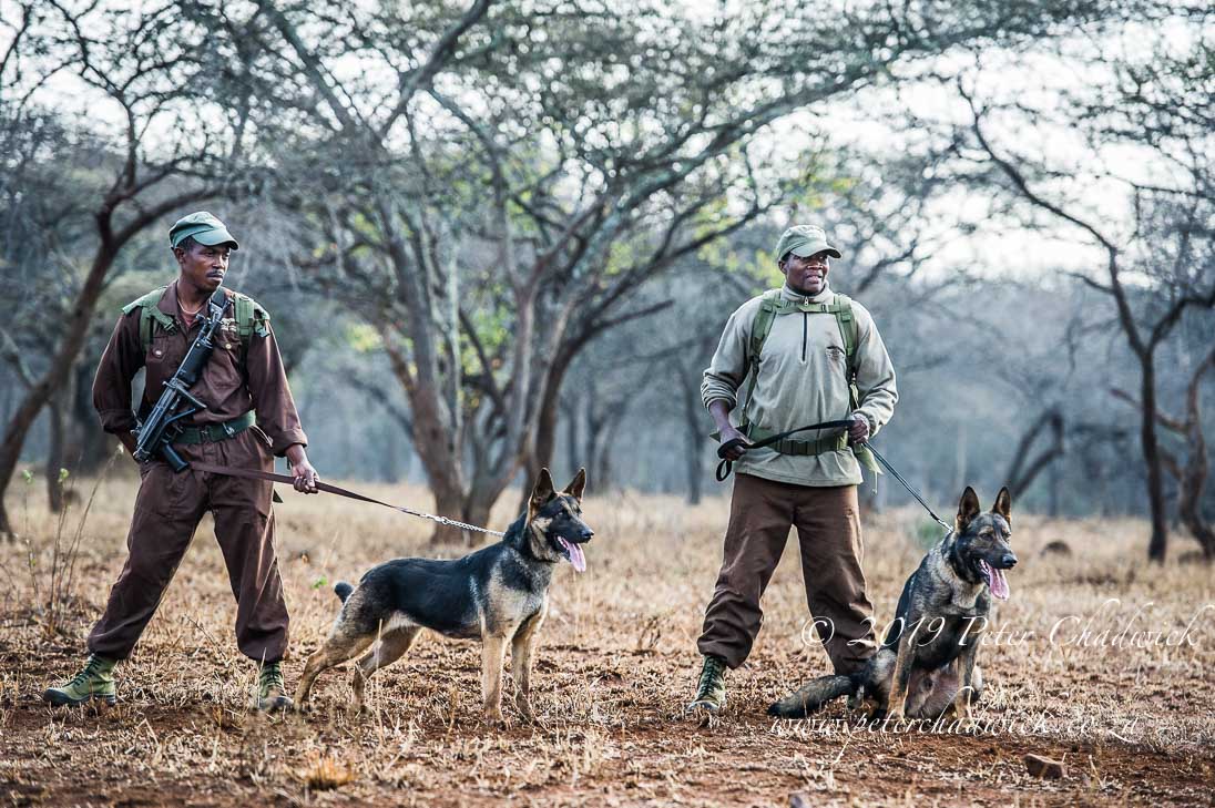 World Ranger Day 2019_©PeterChadwick_AfricanConservationPhotographer